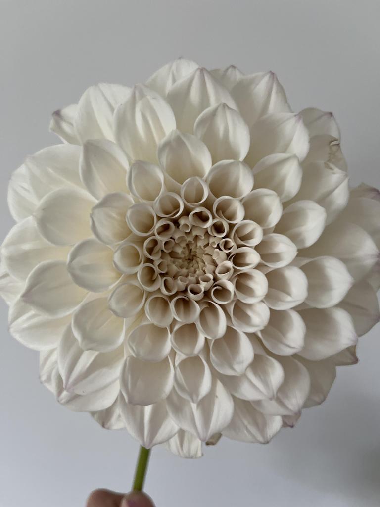 Георгина KA'S Pearl (новинка 2024)