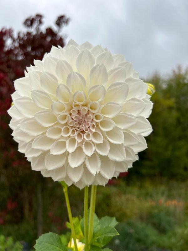 Георгина KA'S Bella Luna