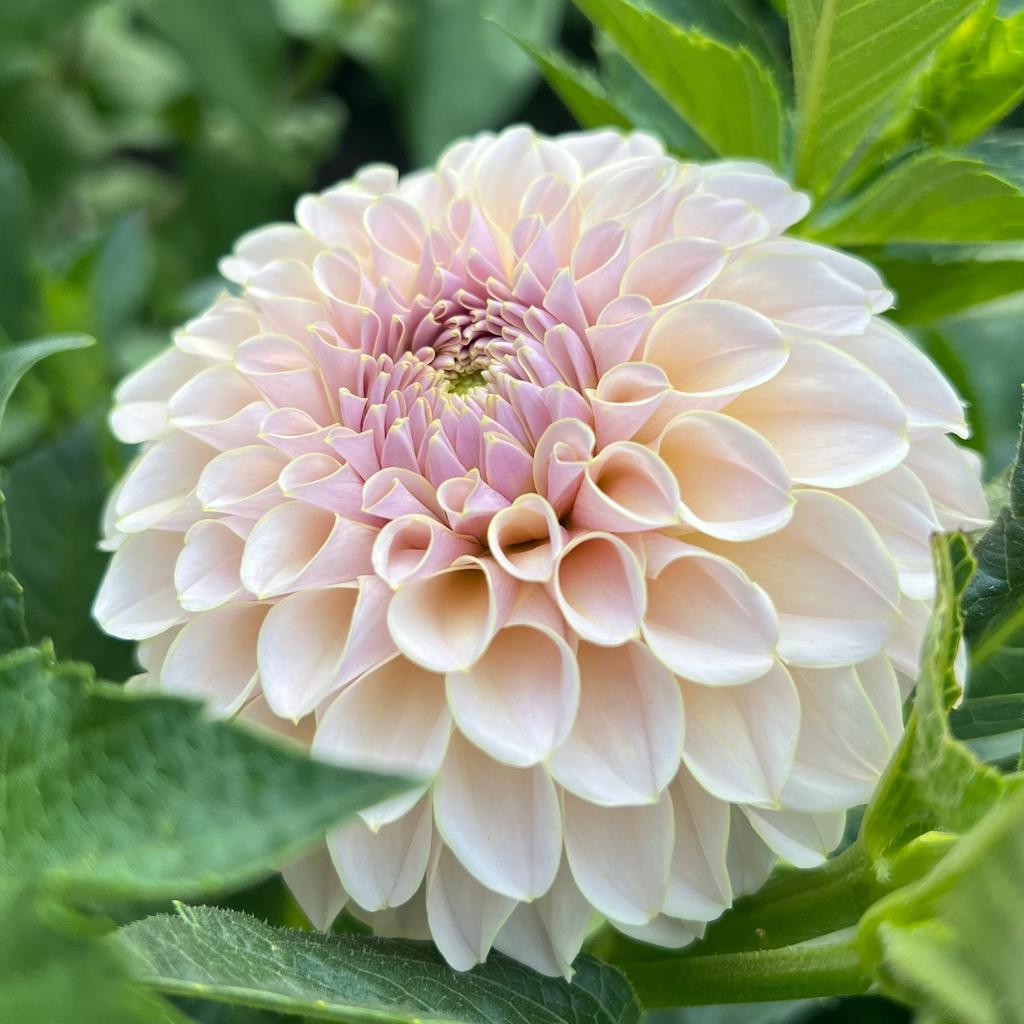 Георгина KA'S Cinder Rose