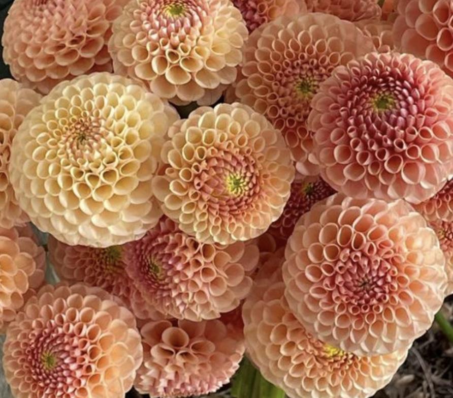 Георгина KA'S Honey Comb