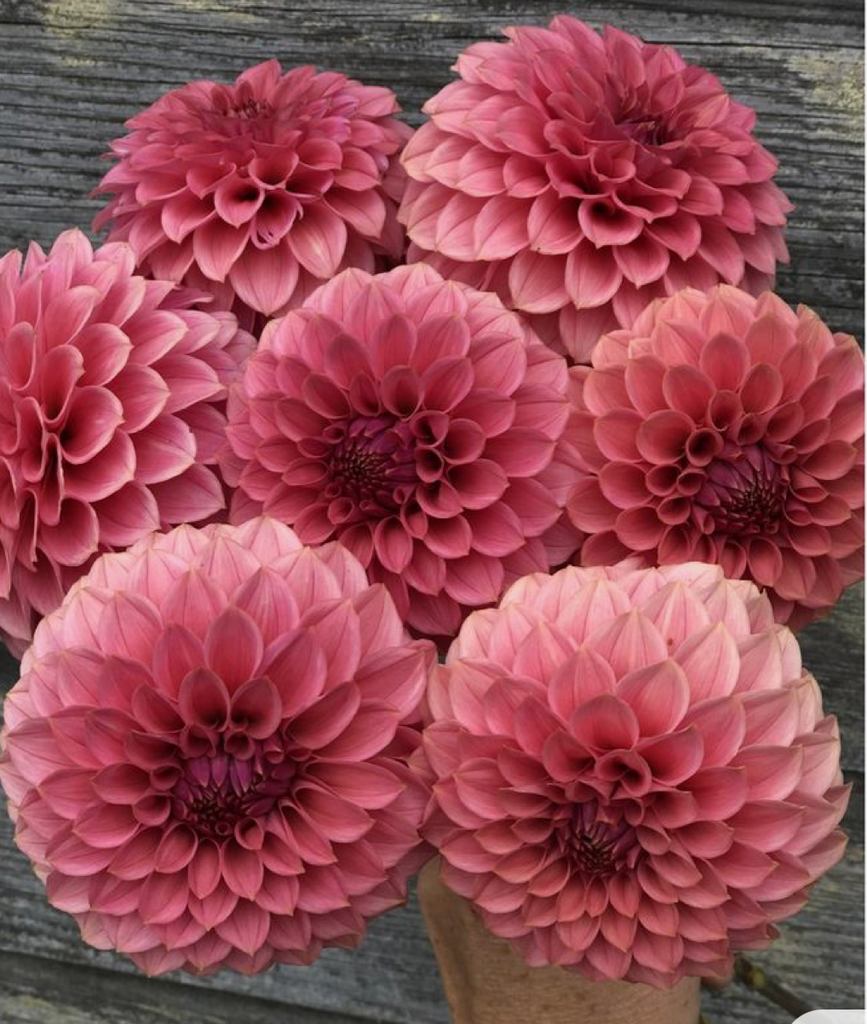 Георгина KA'S Keltie Rose