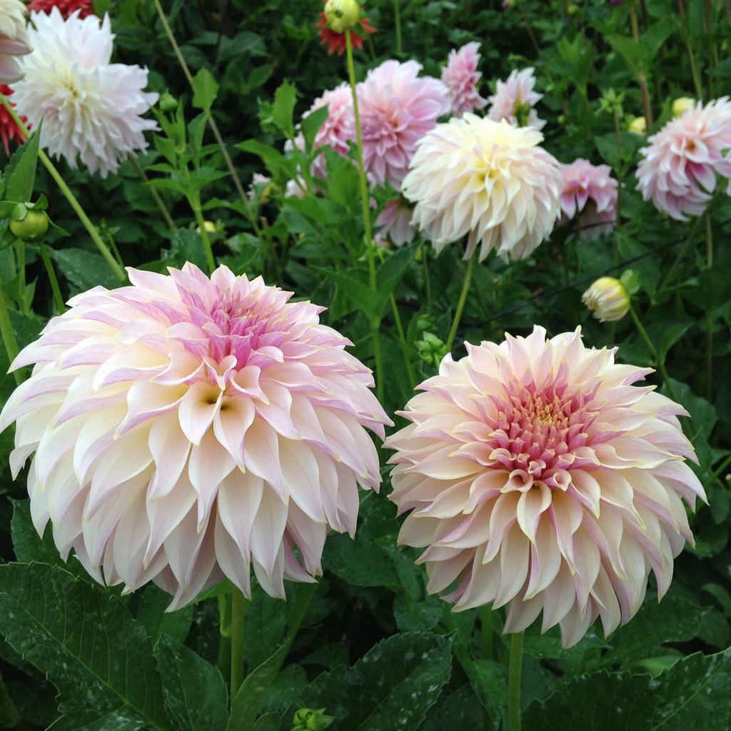 Георгина KA'S Champagne