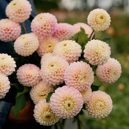 Георгина Camano Zoe