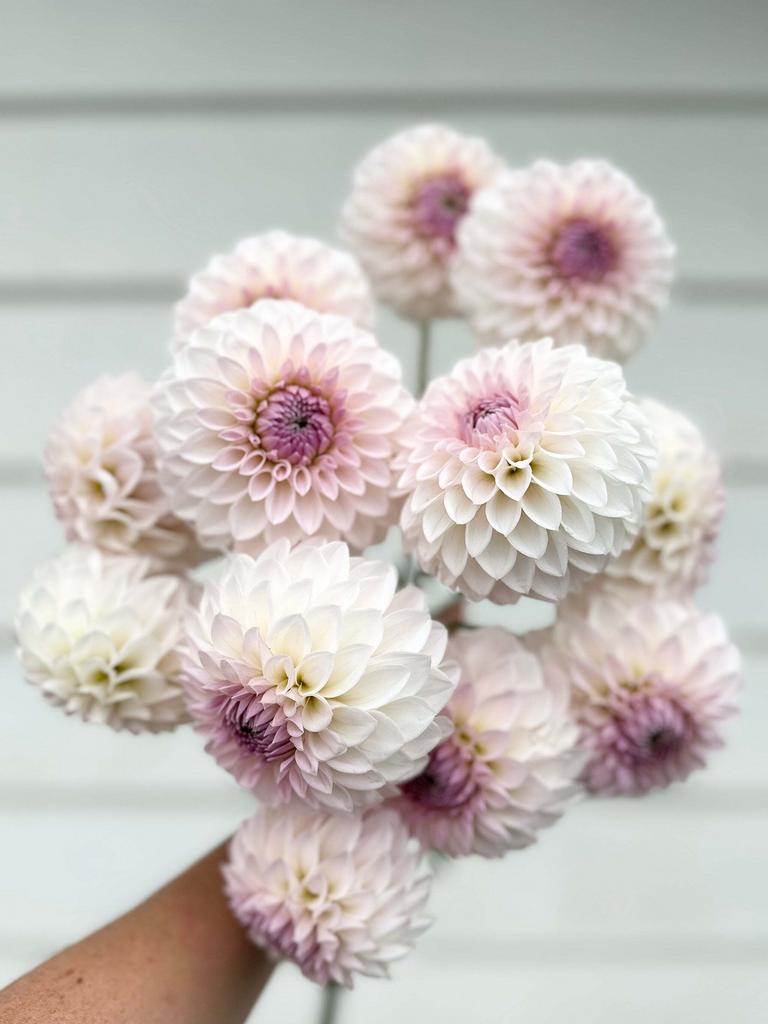 Георгина Bloomquist Tory P