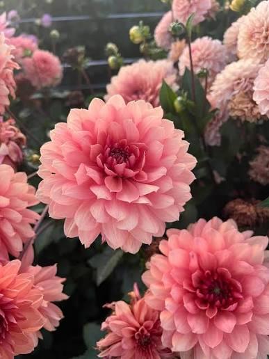 Георгина Chateau de la Bourdaisiere