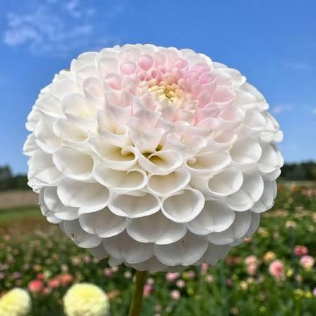 Георгина Hapet Barbie