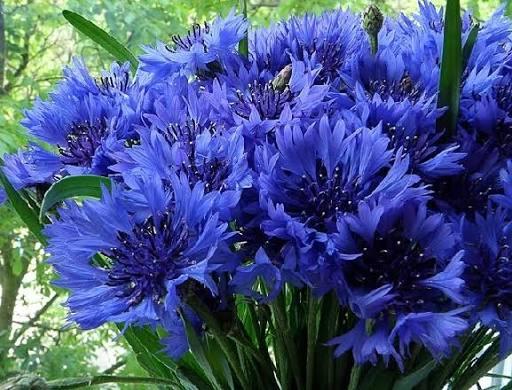 Василек голубой Блу Бой