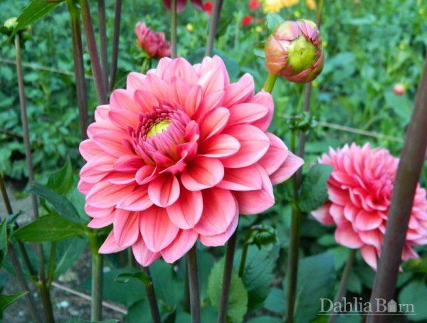 Георгина Сэлмон Раннер