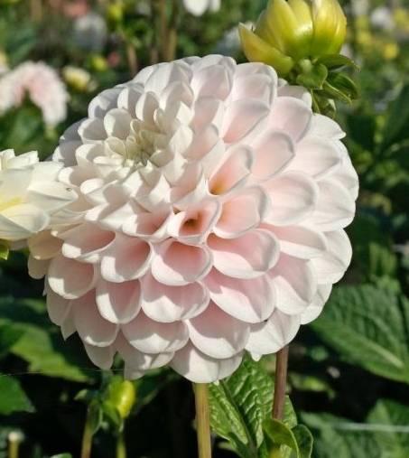 Георгина Визард Вайт