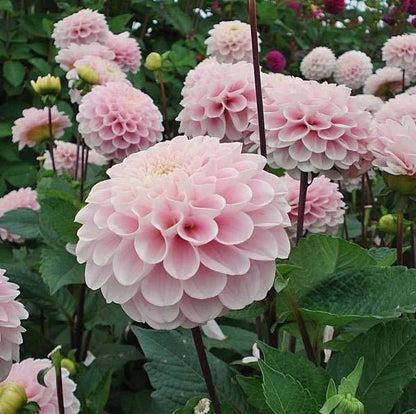 Георгина Визард оф Оз