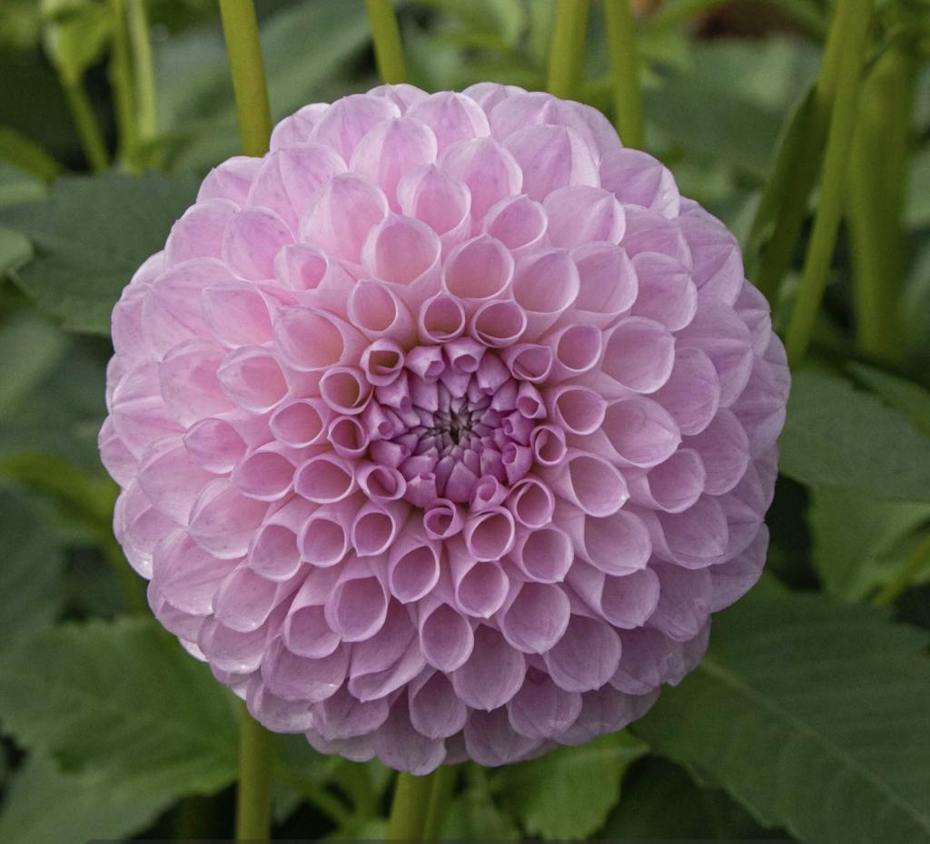 Георгина Меган Дин (30) штук)