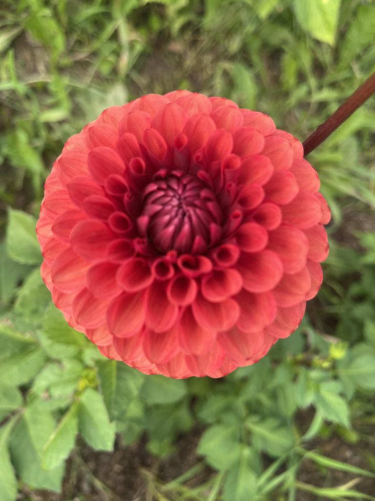 Георгина Браун Шугар (30 штук)