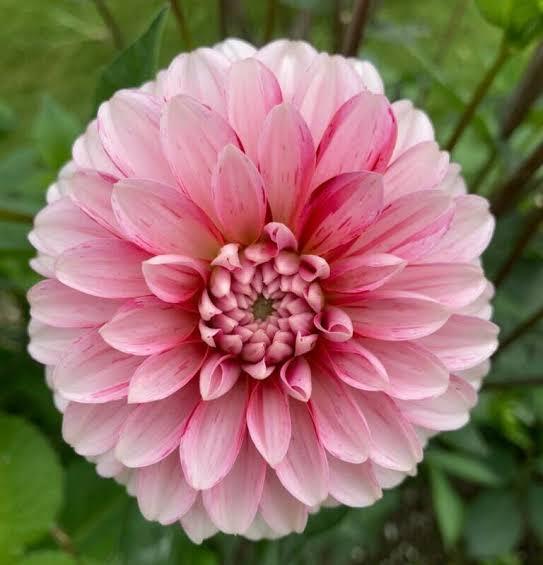 Георгина Строберри Крем (30 штук)