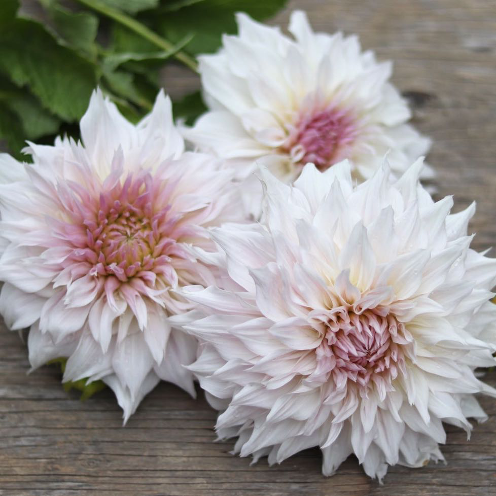 Георгина Шило Ноэль (30 штук)