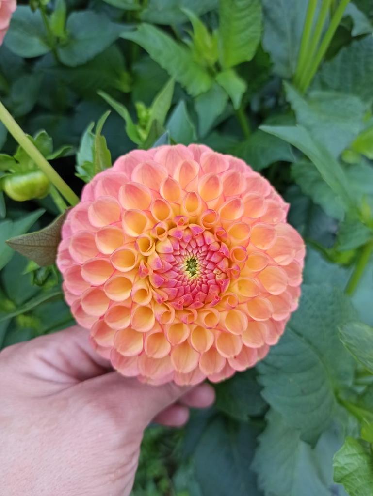 Георгина Джови Никки (30 штук)