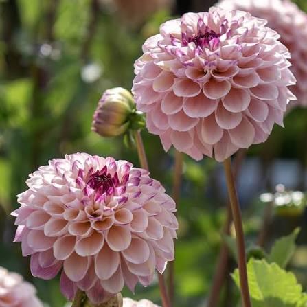 Георгина Вайн Айд Джилл (30 штук)