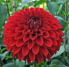 Георгина Джовей Рита (30 iштук)