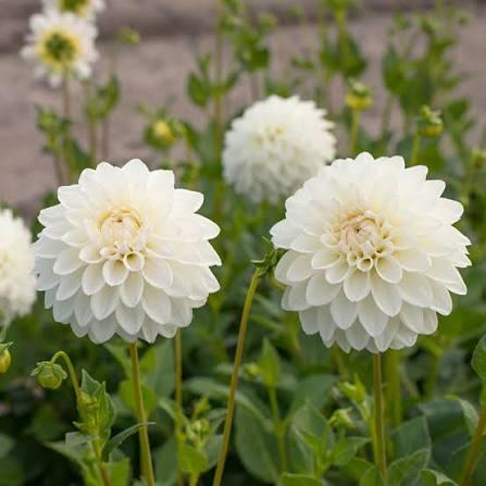 Георгина Виттем (30 штук)