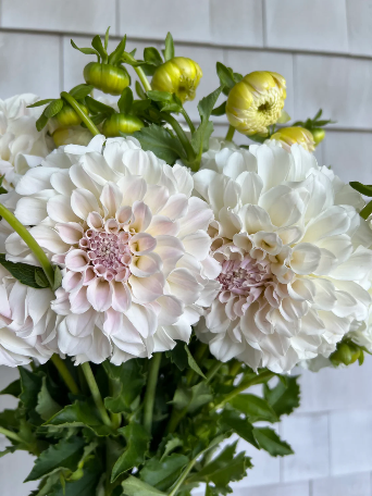 Георгина Irish Ruffles