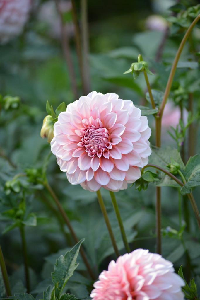 Георгина RM Baby Girl