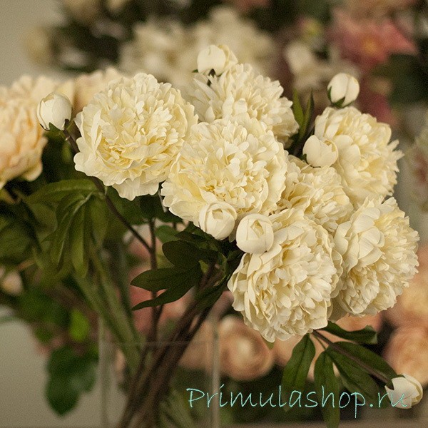 ПИОНЫ МОЛОЧНОГО ЦВЕТА