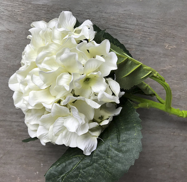 Гортензия белая