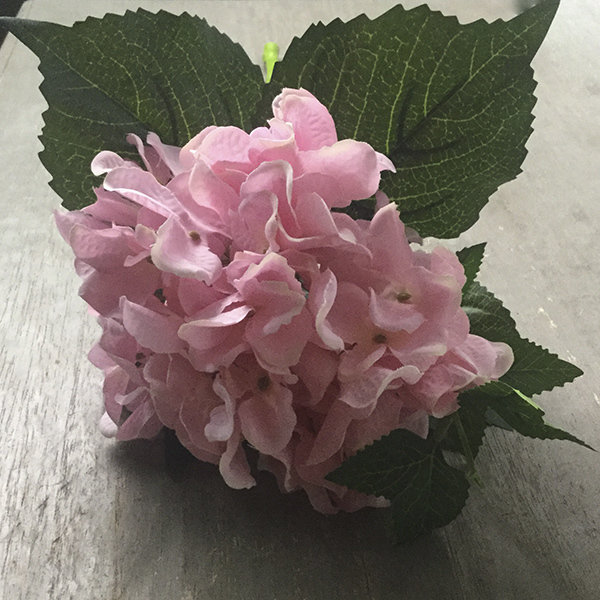 Гортензия розовая