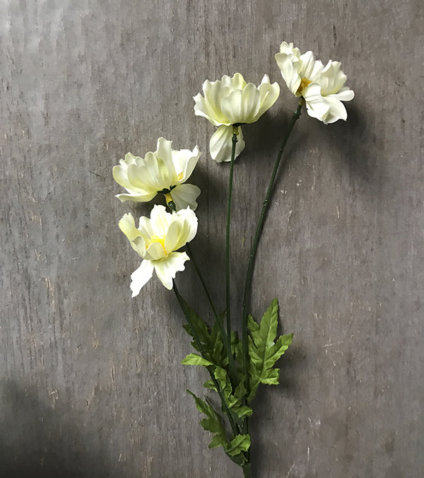 Космея светло-желтая