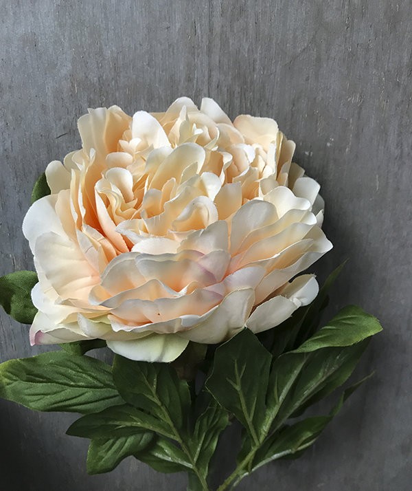 Пион большой кремовый