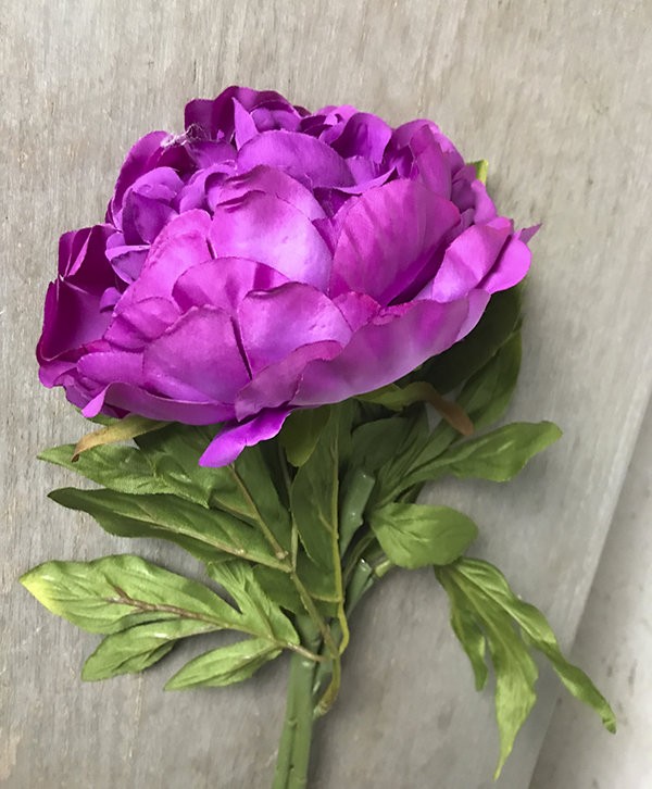 Пион темно-розовый