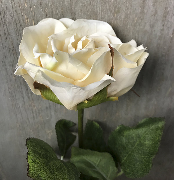 Роза кремовая