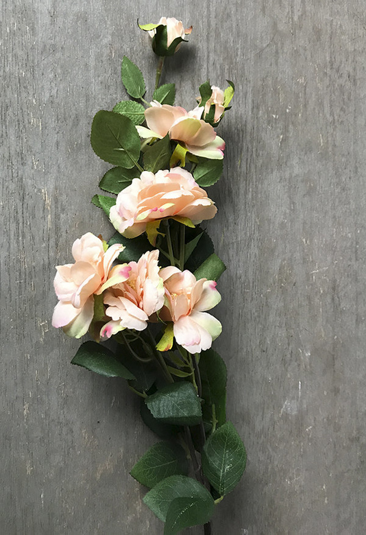 Роза кустовая ярко-кремовая