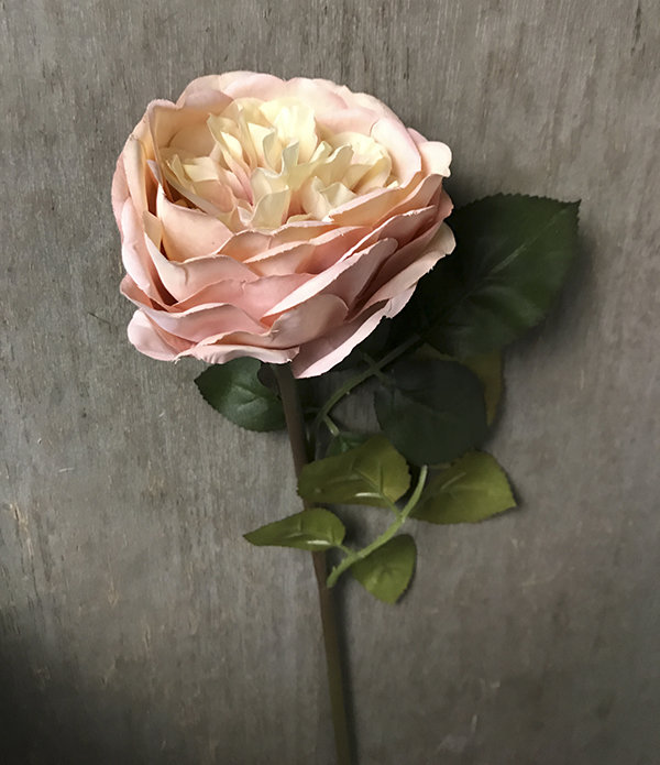 Роза пионовидная кремово-розовая