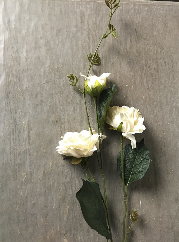 Роза плетистая кремовая