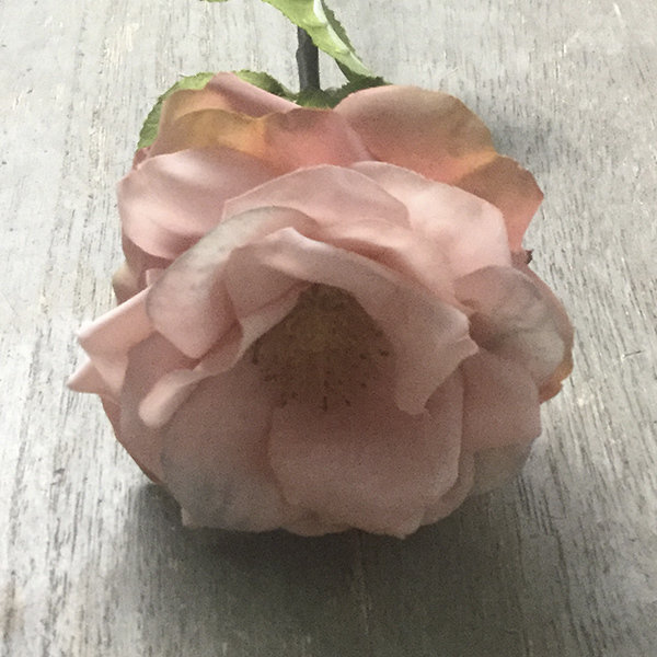 Роза розовая