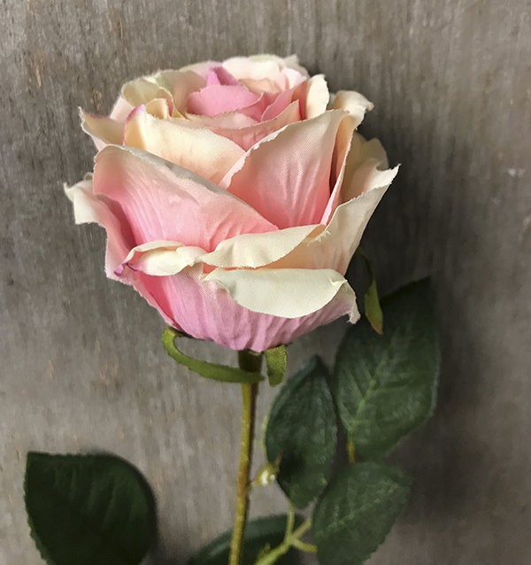 Роза розово-кремовая