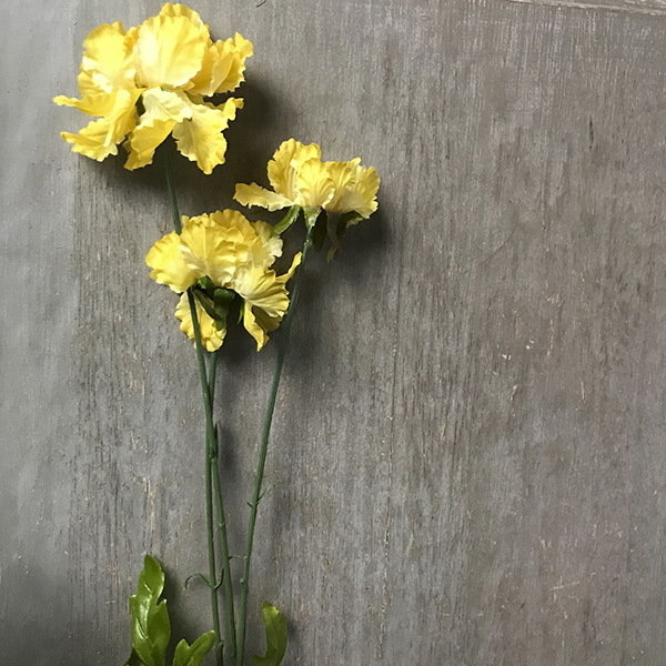 Скабиоза желтая