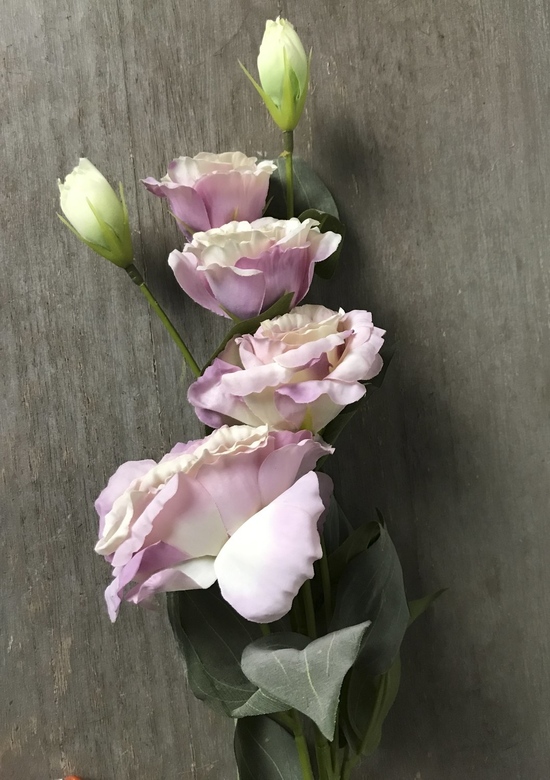 Эустома розовая