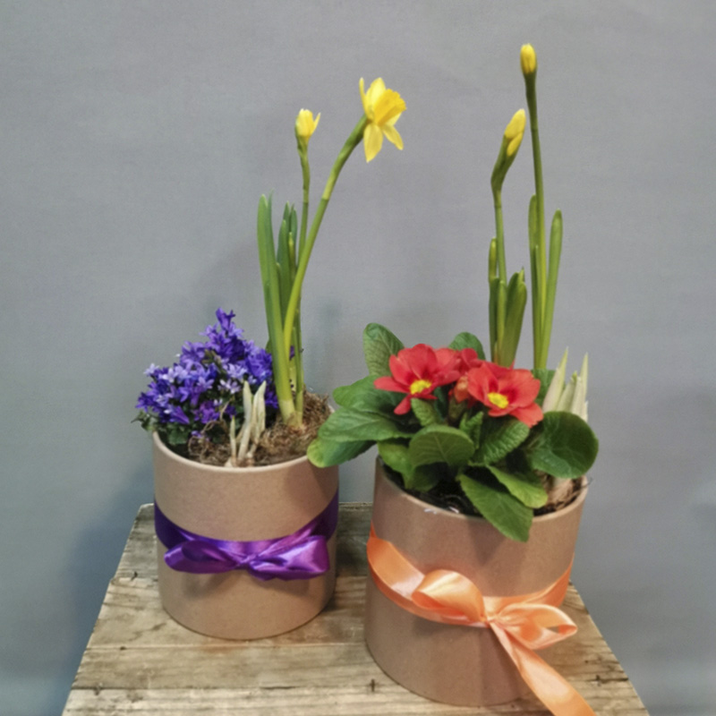 Первоцветы в коробке