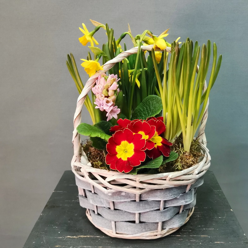Корзина с первоцветами и луковичными