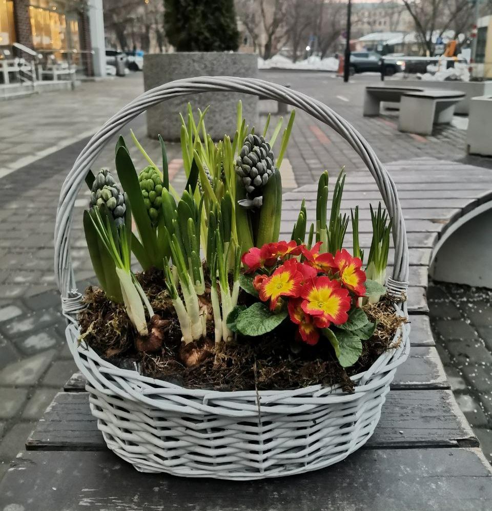 Корзинка с первоцветами