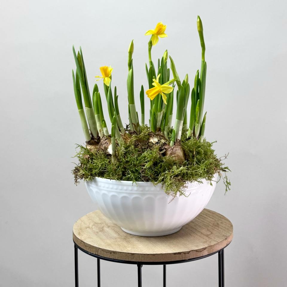 Боул (чаша) с нарциссами, с первоцветами и луковичными, весенние цветы, первоцветы