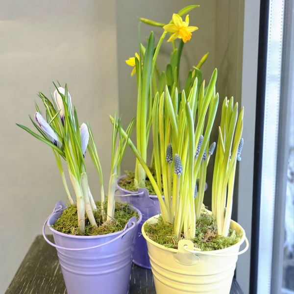 Ведерко с первоцветами.