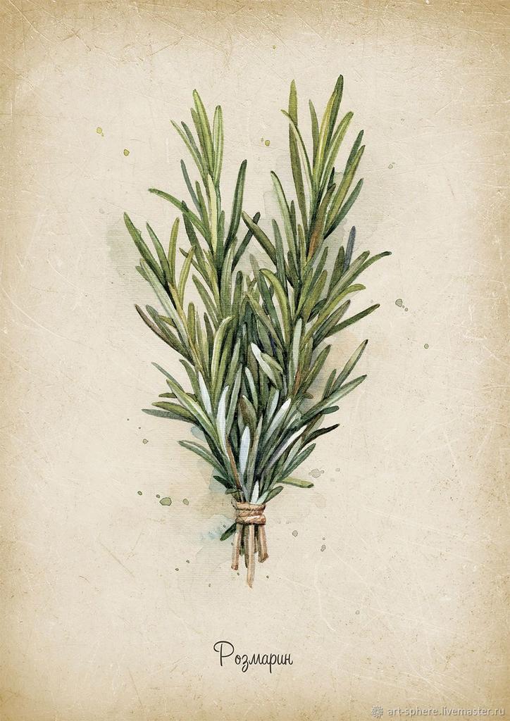 Гидролат Розмарин