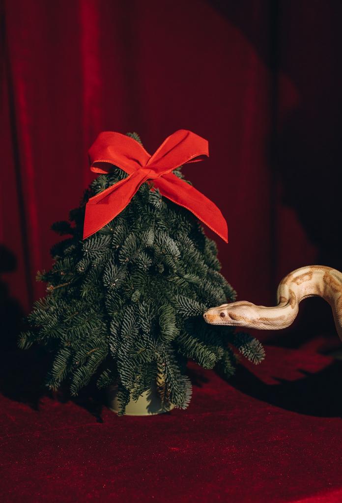 НОВОГОДНЯЯ ЕЛКА (без декора)