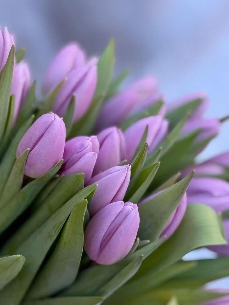 БУКЕТ ИЗ ТЮЛЬПАНА (лавандовый)