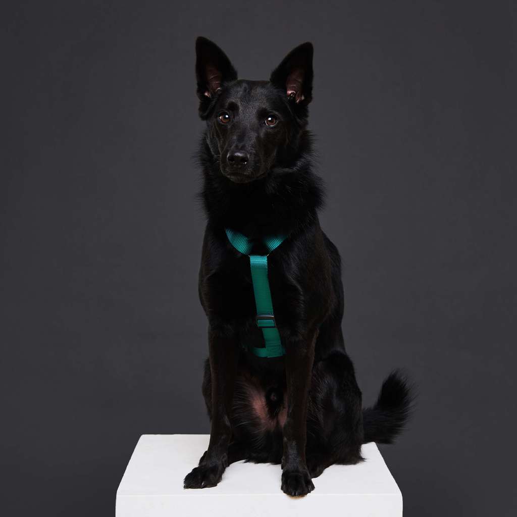 Sharik Dog Шлейка Изумрудная