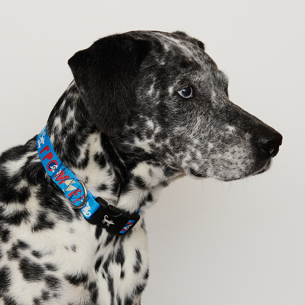 Ошейник для собаки БЫСТРЕЕ ГРОМЧЕ ВЕСЕЛЕЕ