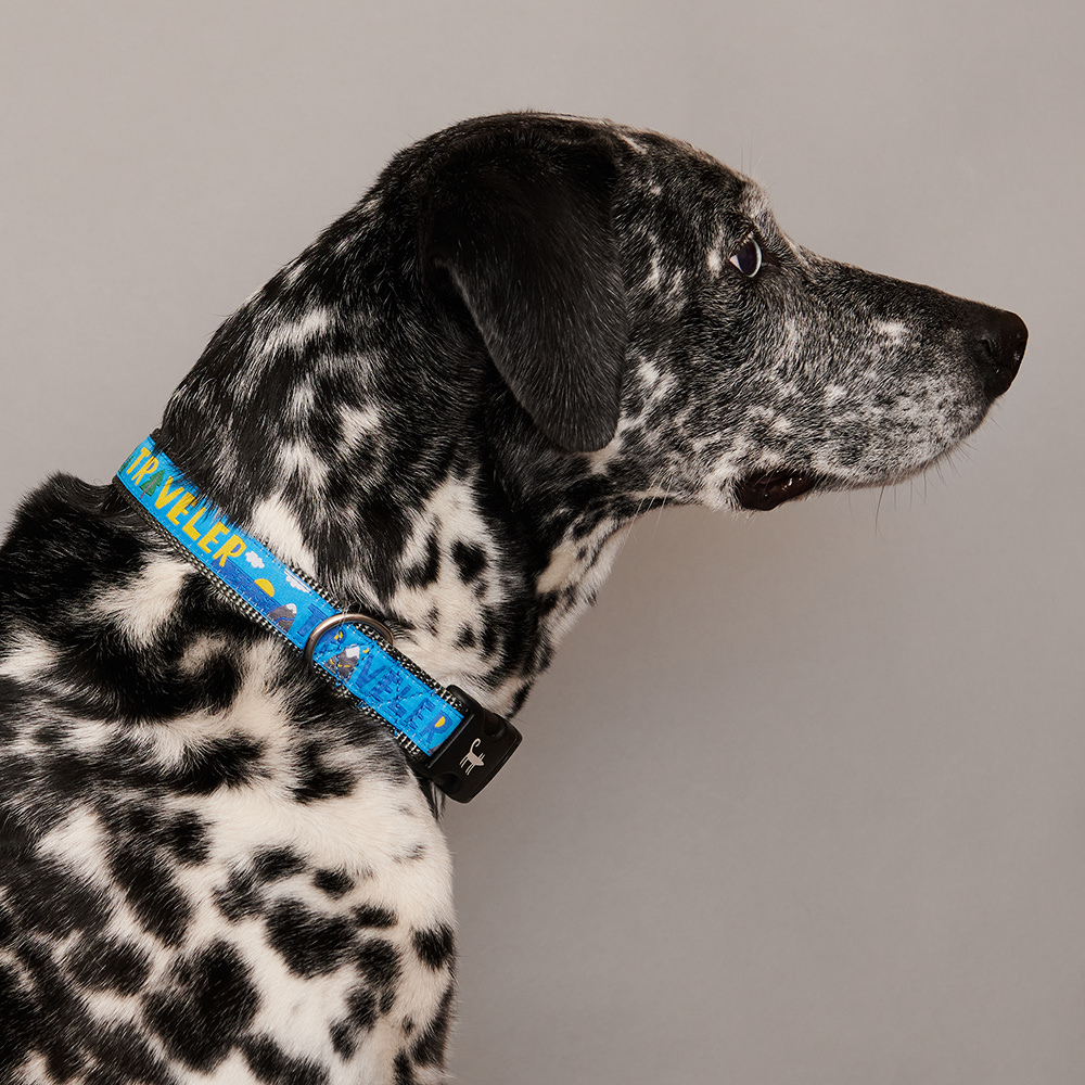 Ошейник для собаки ПУТЕШЕСТВЕННИК