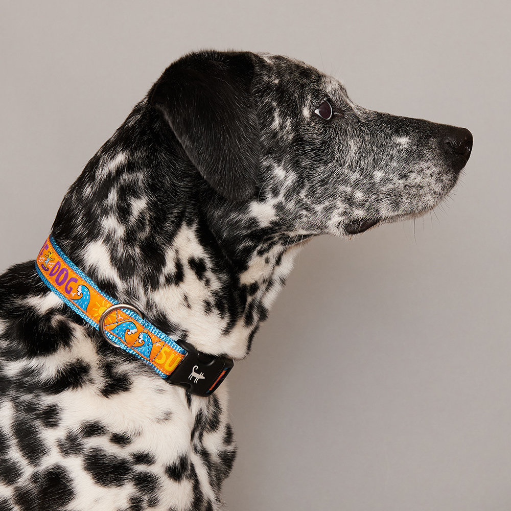 Ошейник для собаки СЁРФЕР